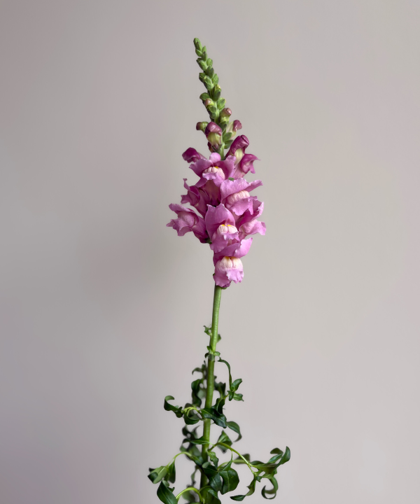 Snapdragon Purple Bunch