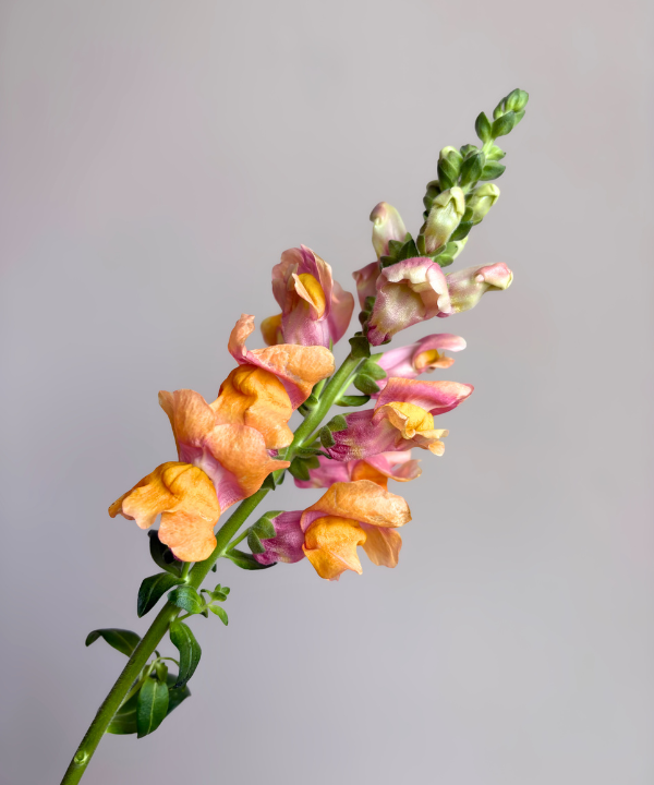 Snapdragon Peach Bunch