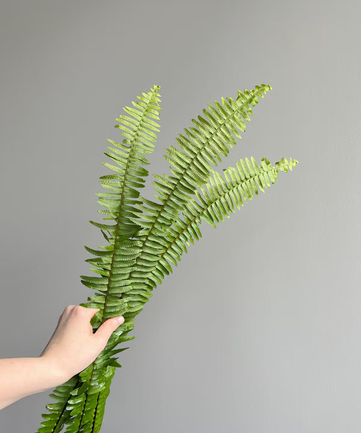Sword Fern Bunch