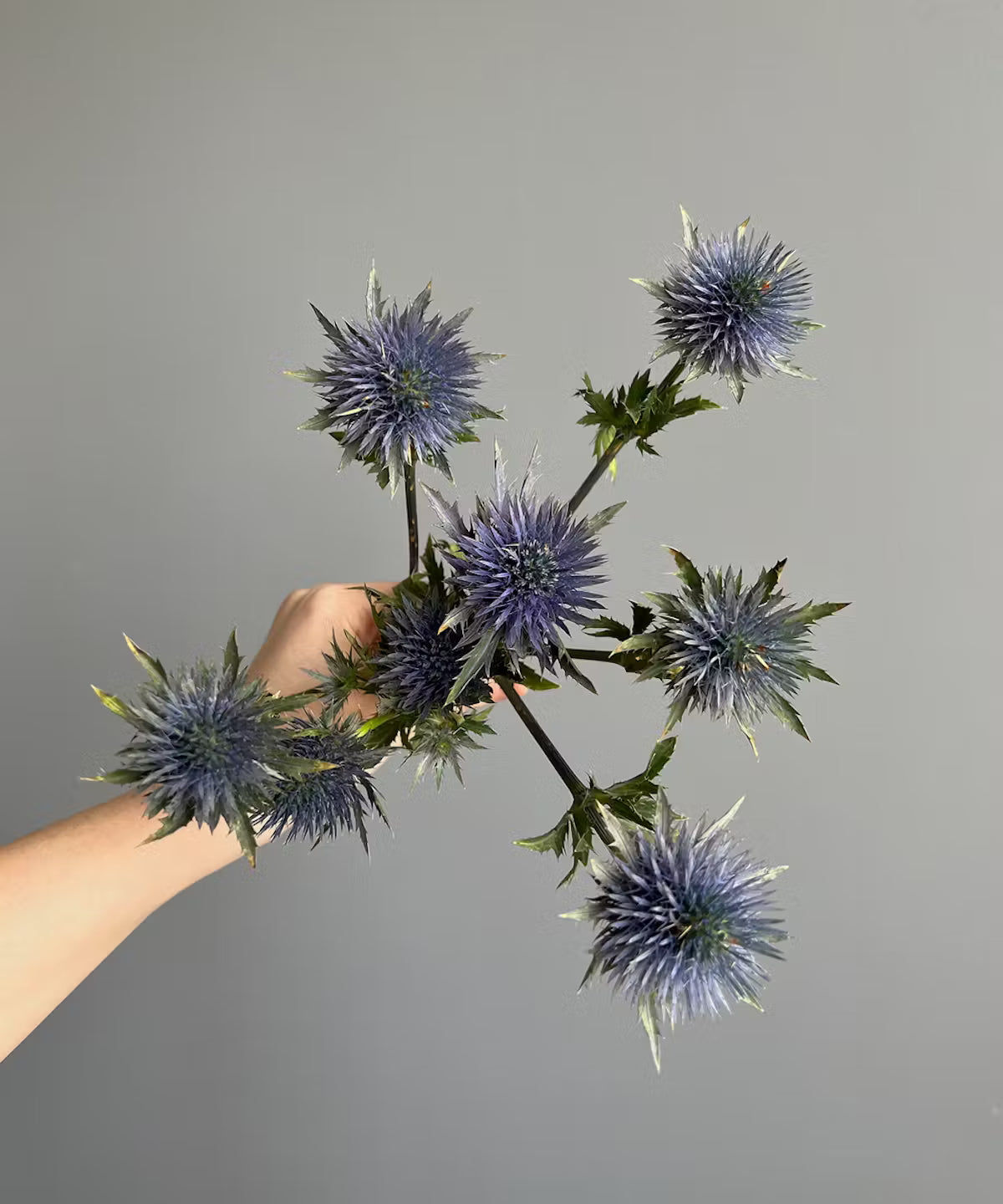 Thistle Bunch