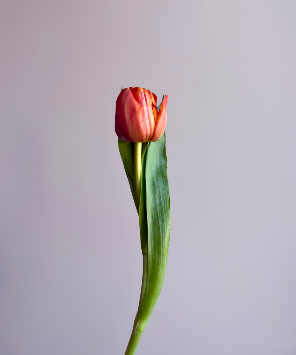 Tulip Orange Bunch