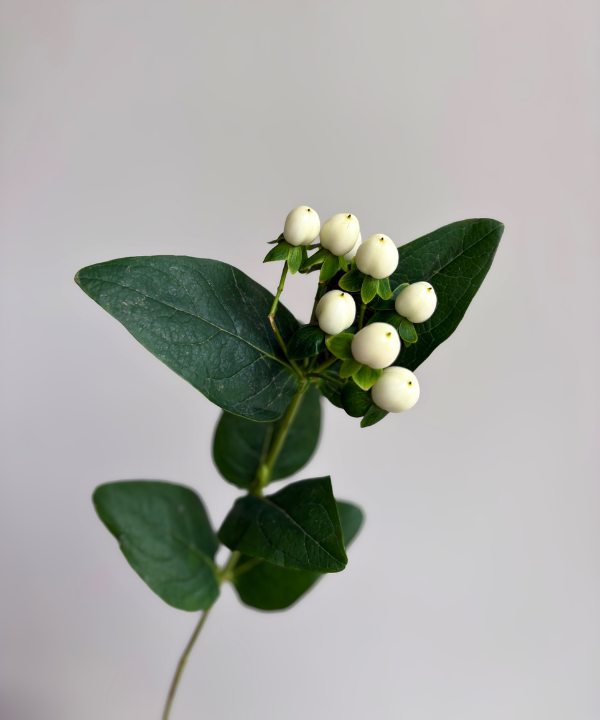 Hypericum Berries White Bunch