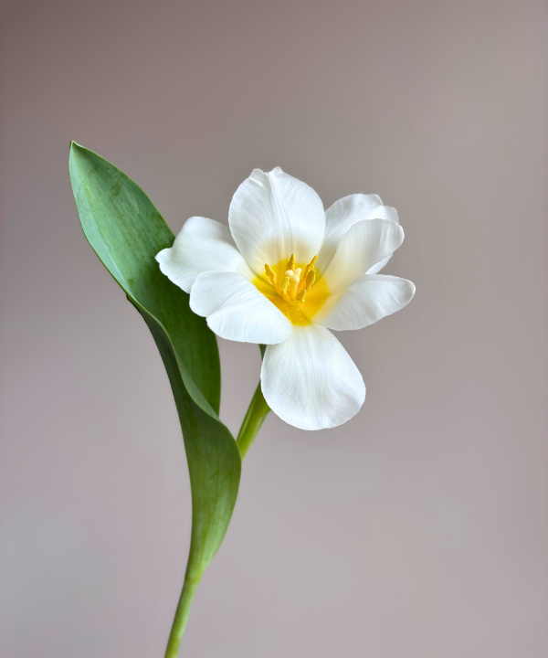 Tulip White Bunch