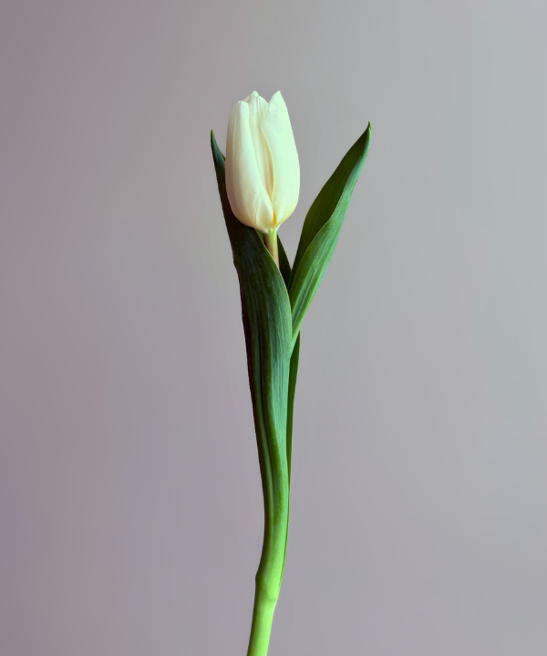 Tulip White Bunch