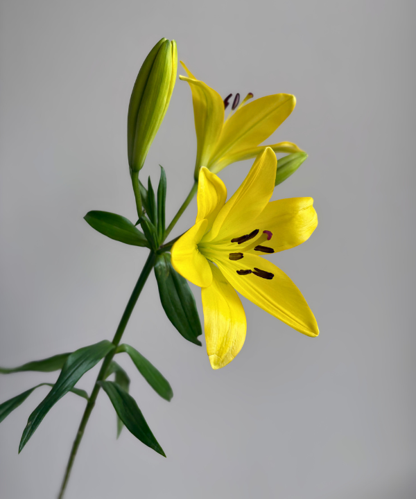 Lily Asiatic Yellow Bunch