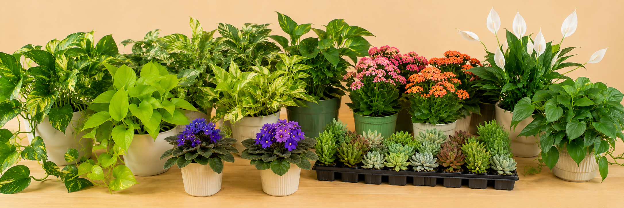 All Plants
