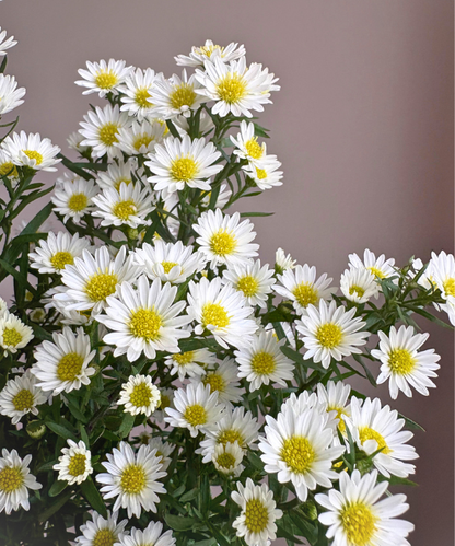 Aster White Bunch