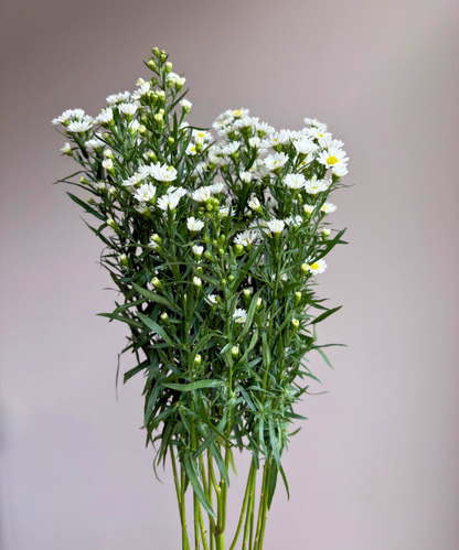 Aster White Bunch