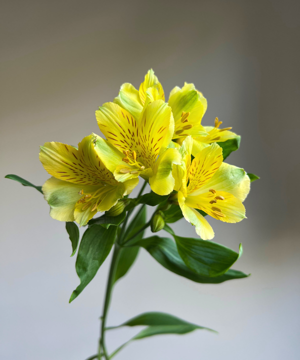Alstroemeria Yellow Bunch