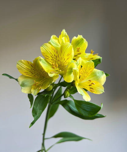 Alstroemeria Yellow Bunch