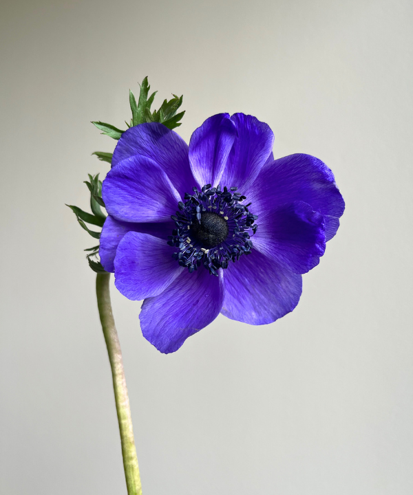 Anemone Blue Bunch