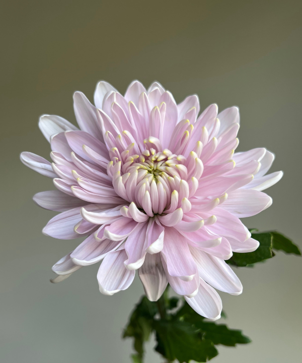 Cremone Mum Lavender Bunch