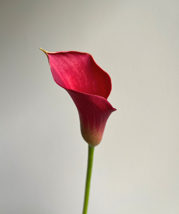 Calla Lily Mini Red Bunch