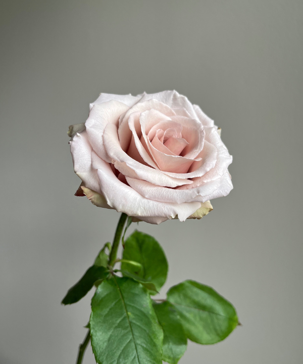 Garden Rose Beige Quicksand Bunch