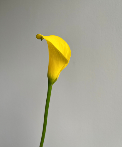 Calla Lily Mini Yellow Bunch