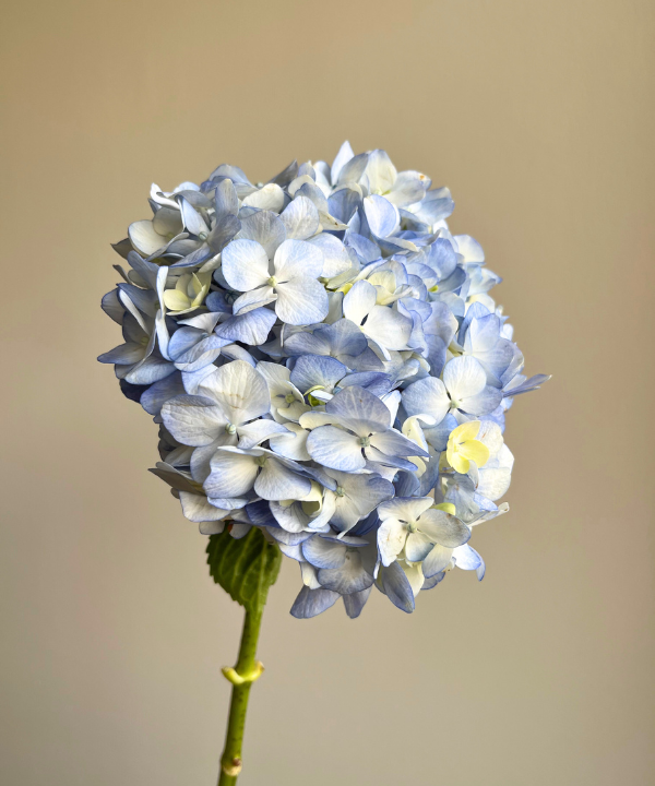 Hydrangea Light Blue Bunch