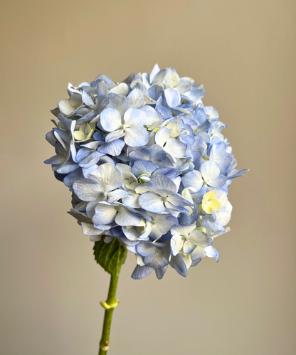 Hydrangea Light Blue Bunch