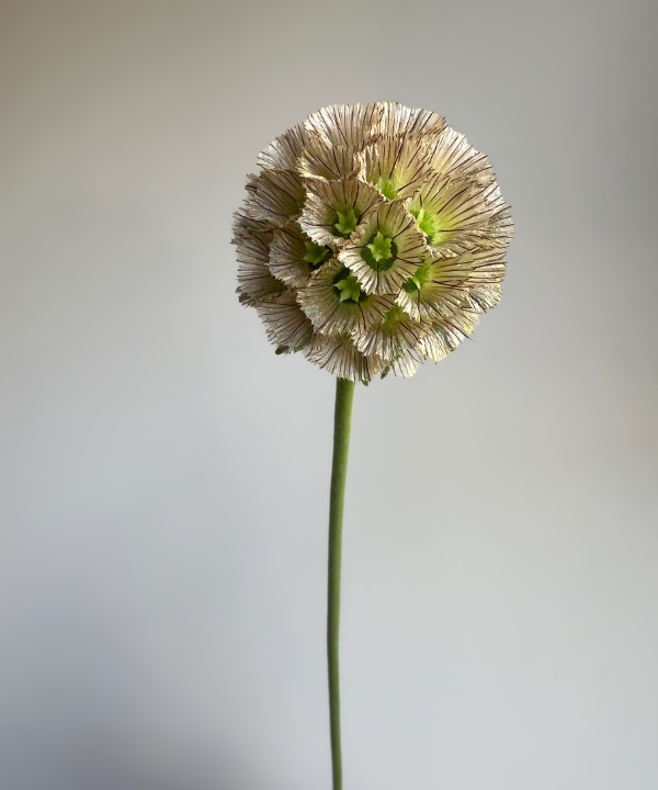 Scabiosa Pod Bunch