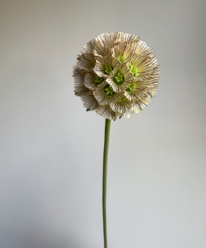 Scabiosa Pod Bunch
