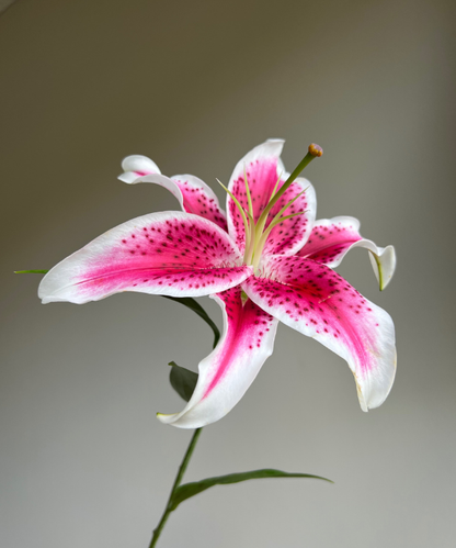 Lily Oriental Stargazer Bunch