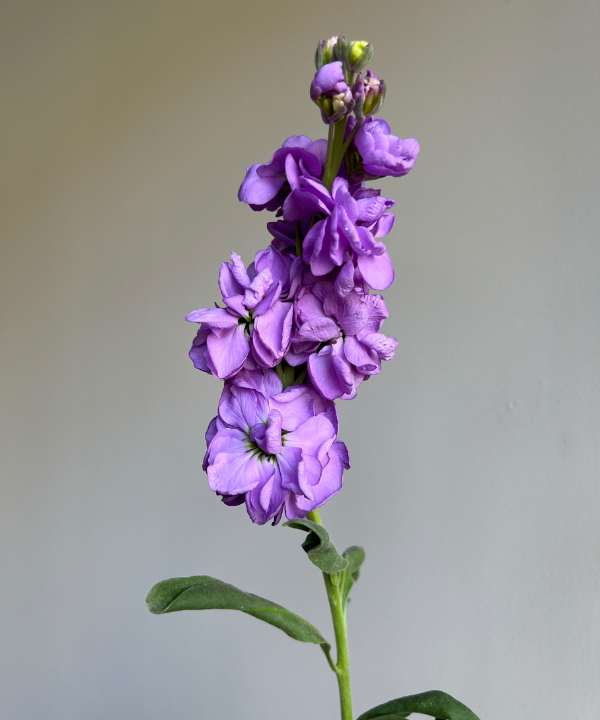Stock Purple Bunch
