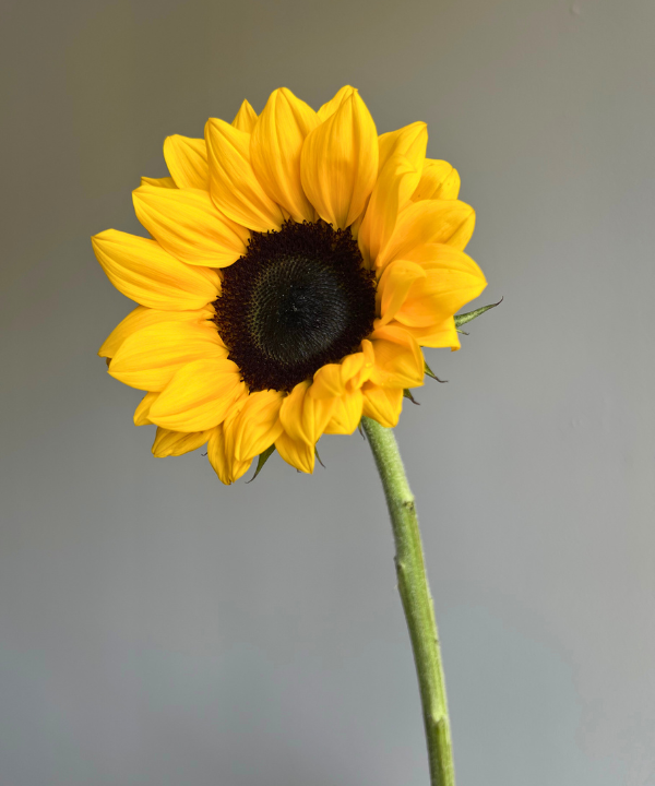 Sunflower Bunch