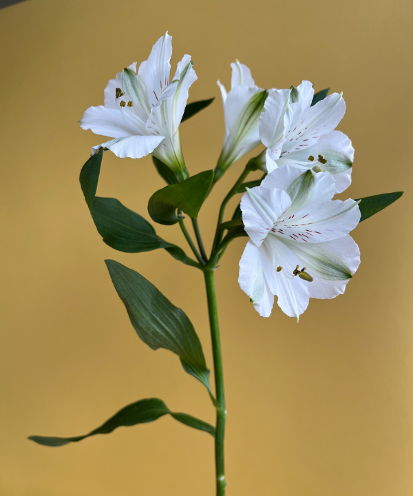 Alstroemeria White Bunch