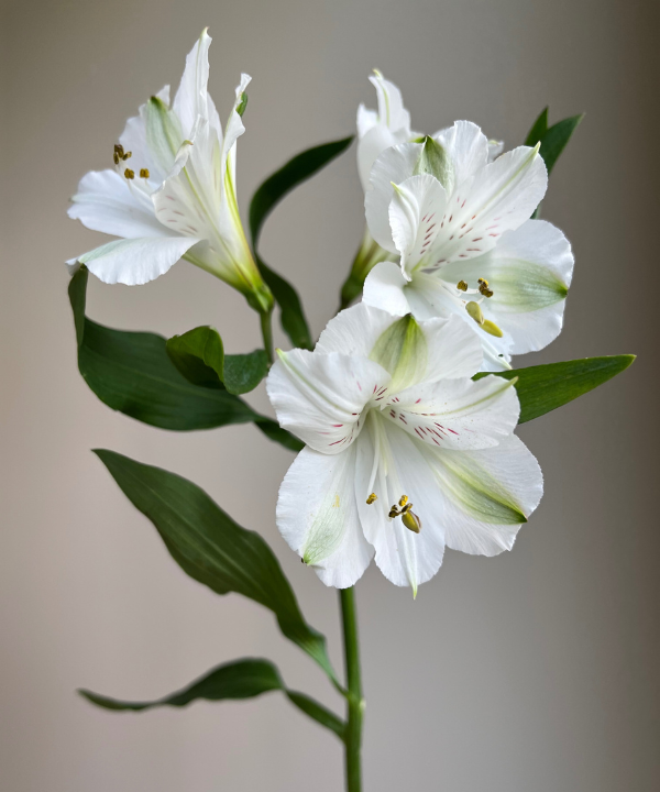 Alstroemeria White Bunch