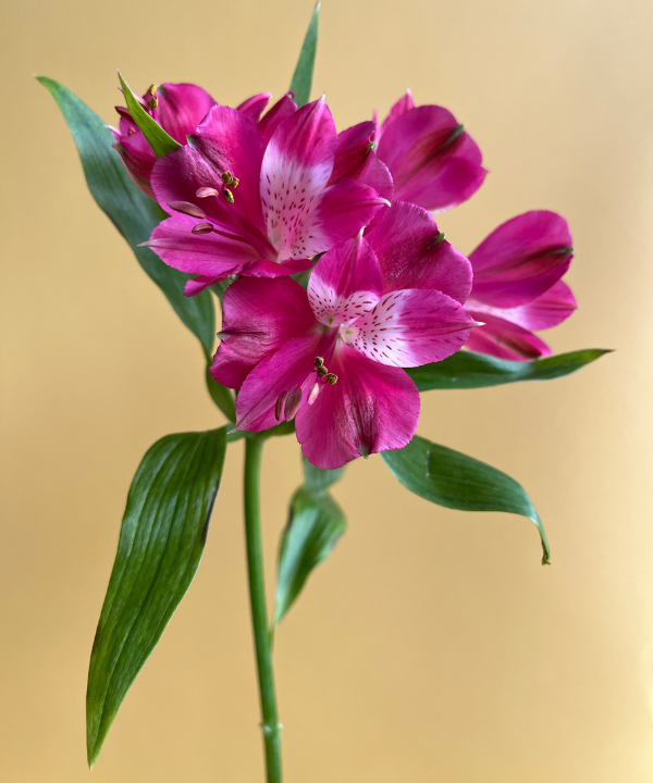 Alstroemeria Hot Pink Bunch