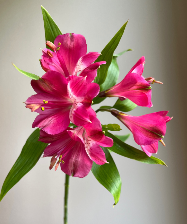 Alstroemeria Hot Pink Bunch