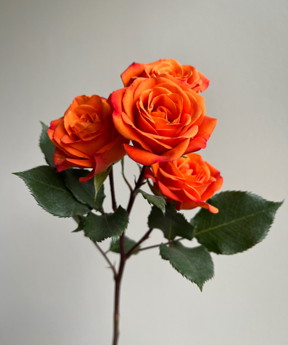 Spray Rose Orange Bunch