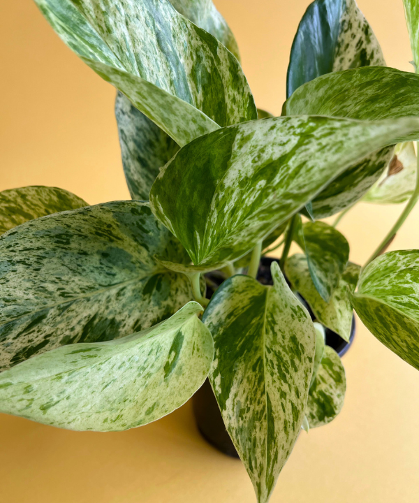 Pothos Assortment