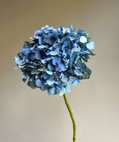 Hydrangea Antique Blue Bunch