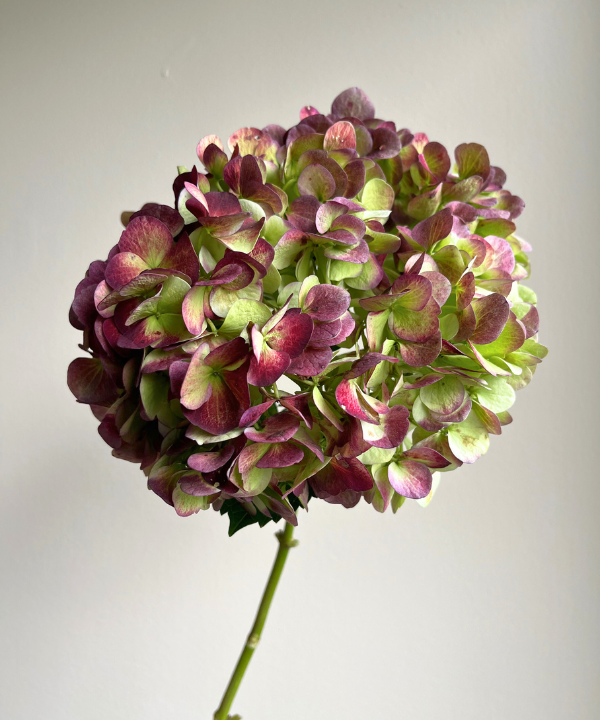 Hydrangea Antique Green Bunch