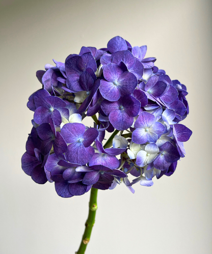 Hydrangea Purple Bunch