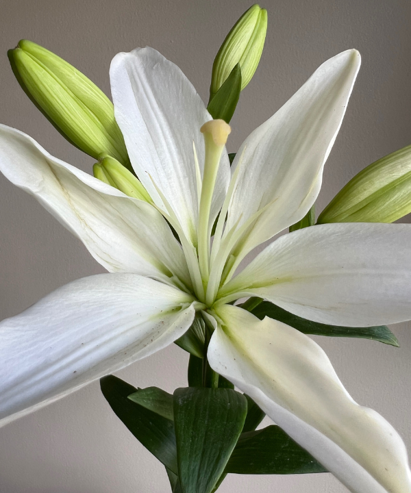 Lily Oriental White Bunch