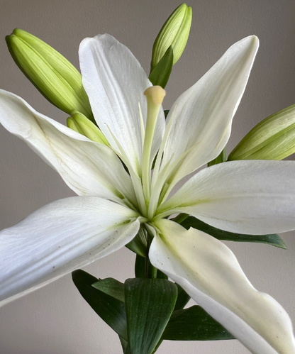 Lily Oriental White Bunch