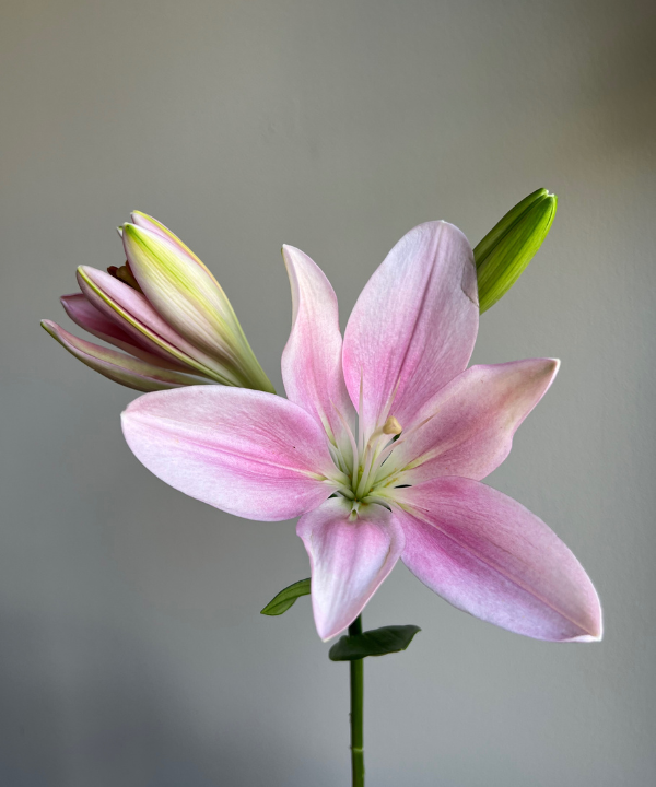 Lily Asiatic Pink Bunch