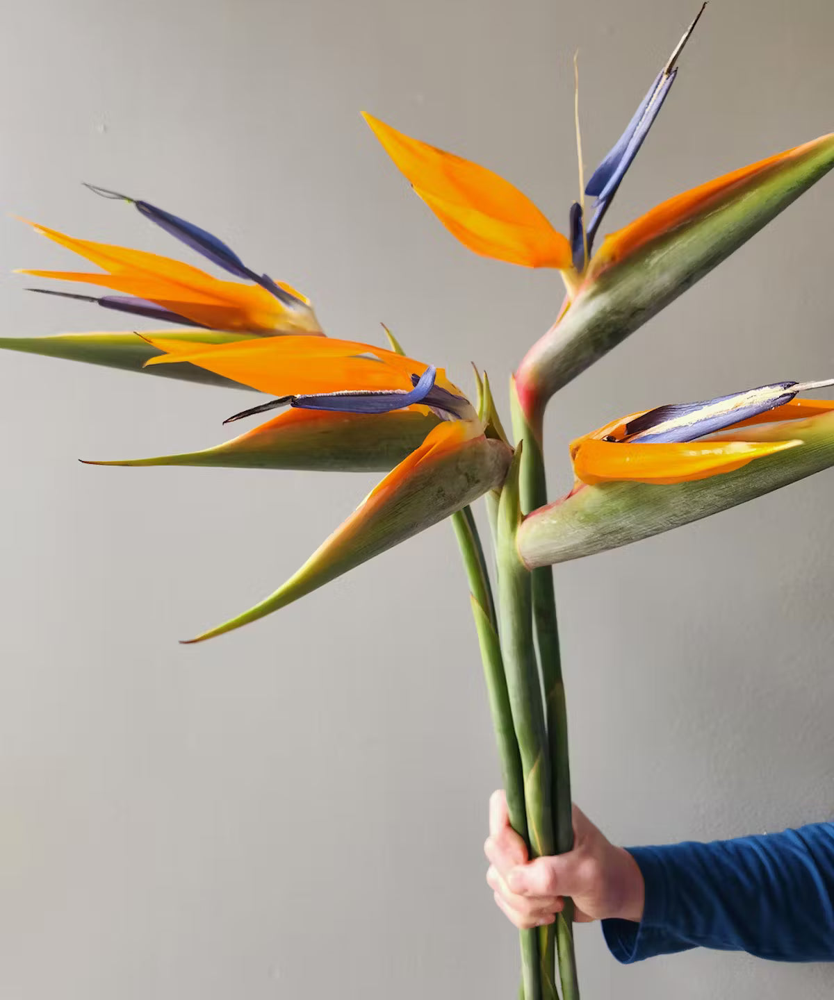 Birds Of Paradise Bunch