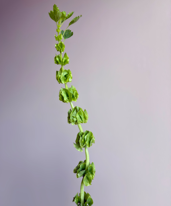 Bells of Ireland Bunch