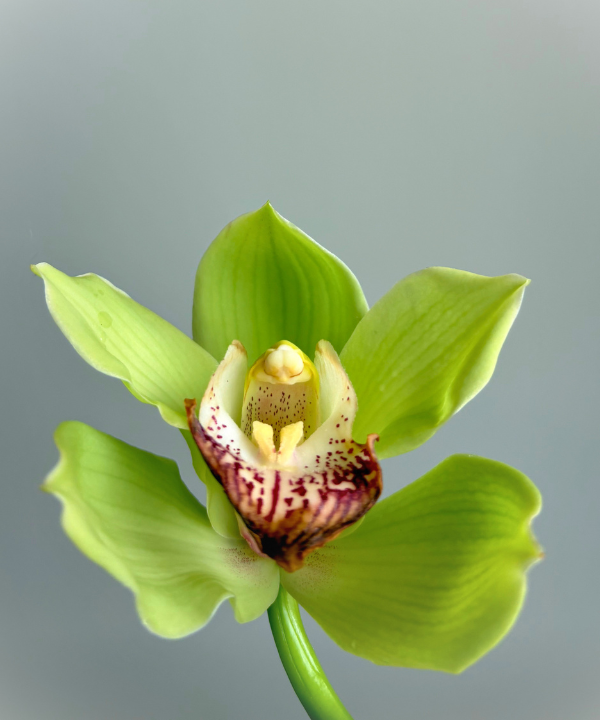 Cymbidium Orchid Green Stem