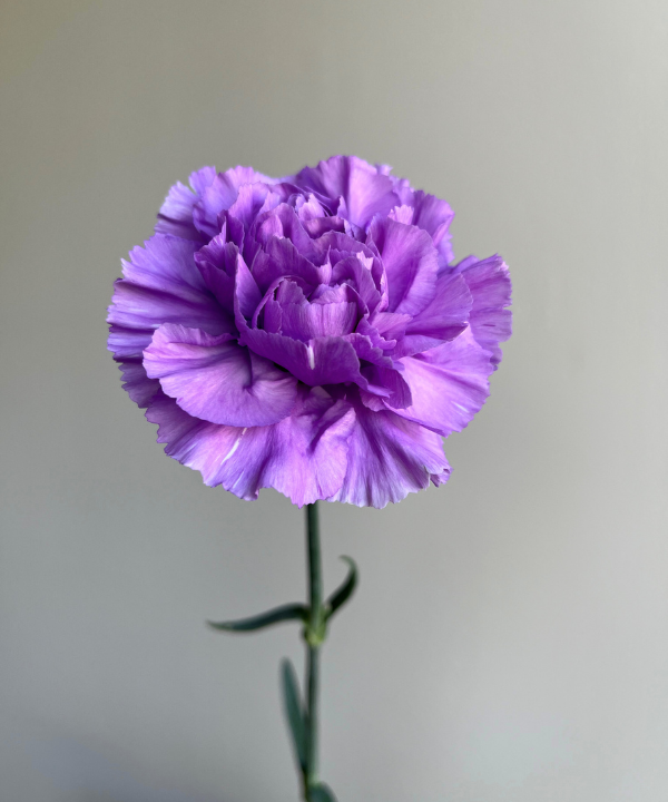 Carnations Lavender Bunch