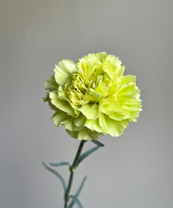 Carnations Green Bunch