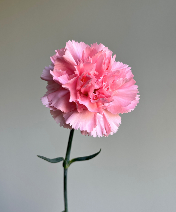Carnations Pink Bunch