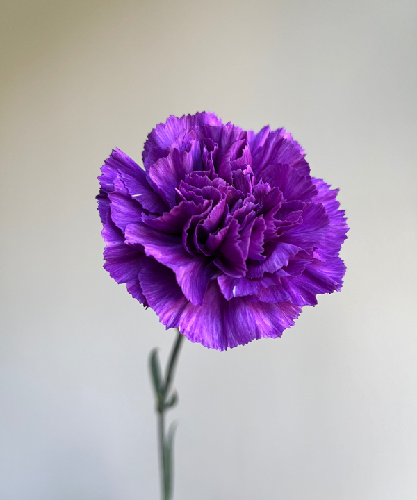 Carnations Purple Bunch
