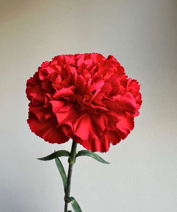 Carnations Red Bunch
