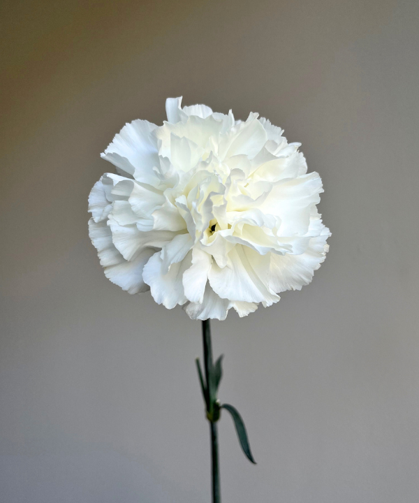 Carnations White Bunch