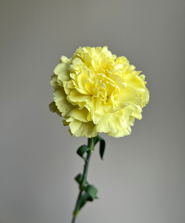 Carnations Yellow Bunch