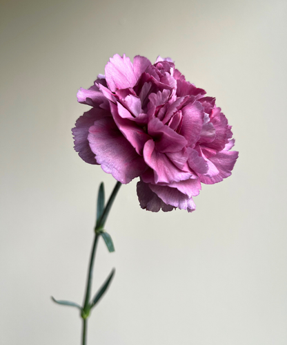 Carnations Vintage Lavender Bunch
