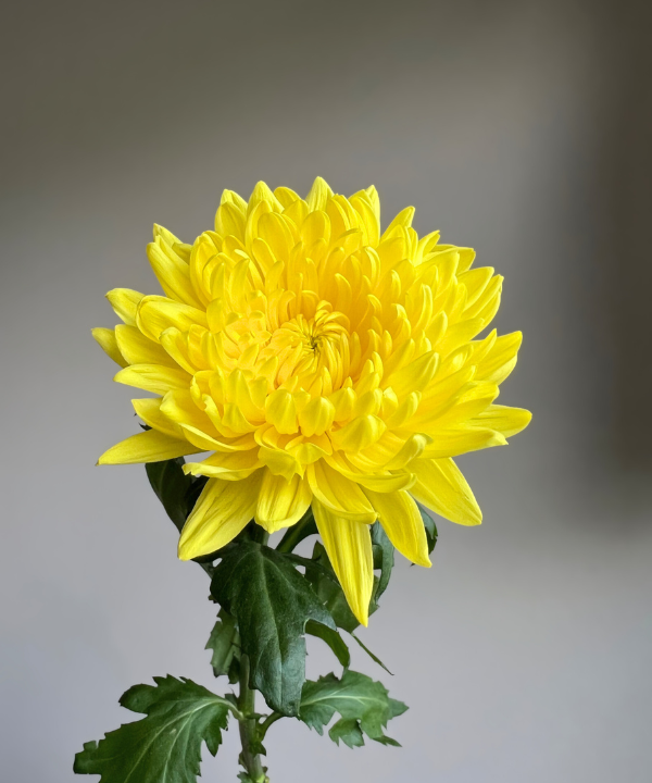 Cremone Mum Yellow Bunch